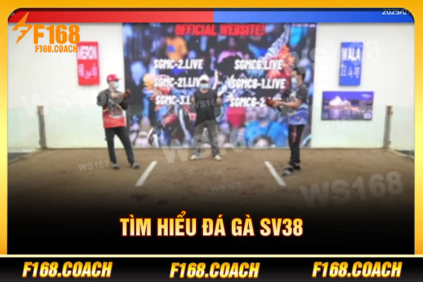 Tìm hiểu đá gà SV38 Tìm hiểu đá gà SV38